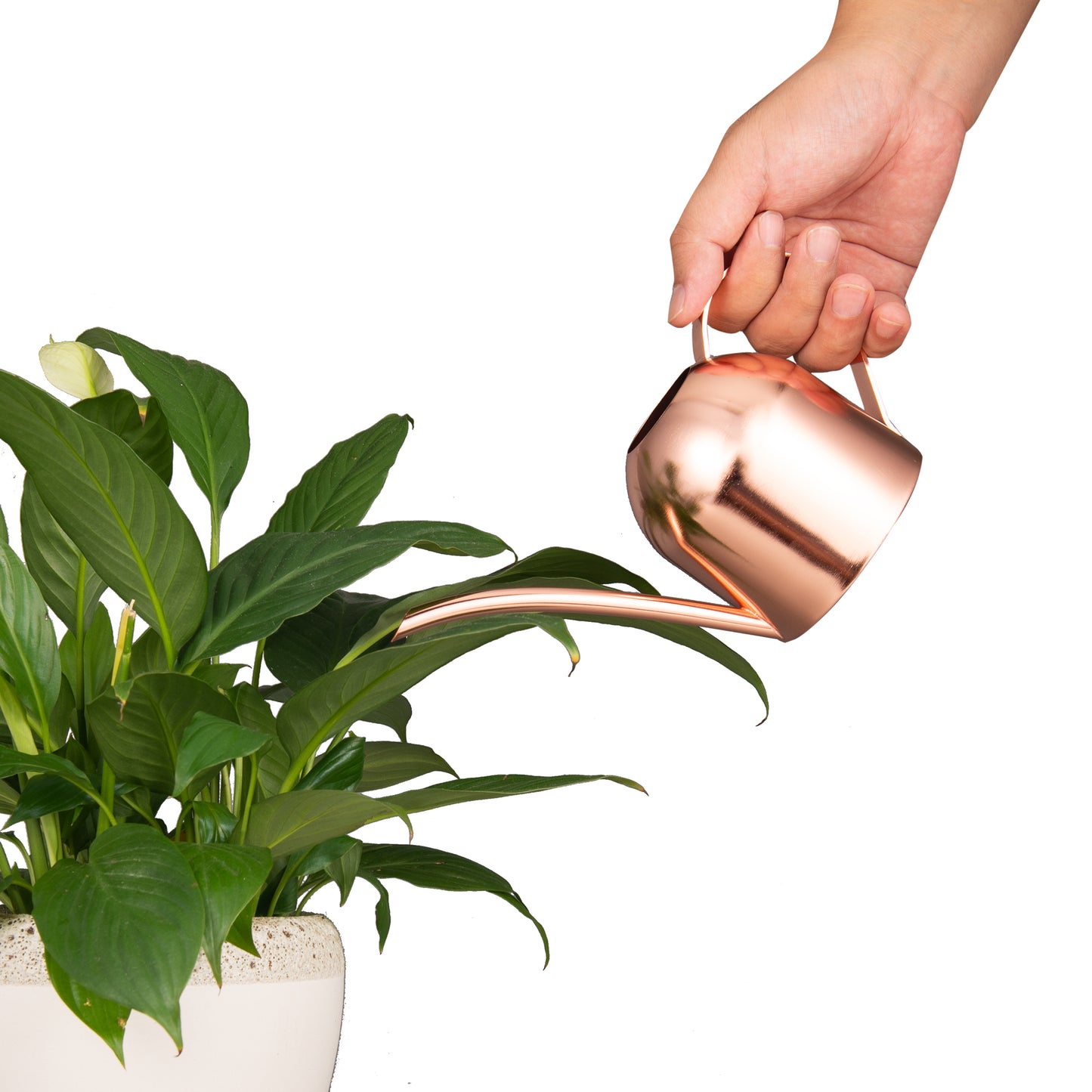 IMEEA Watering Can House Watering Can for Indoor Plants Orchid Bonsai Desk Office Stainless Steel Watering Can with Long Spout, 15Oz/450Ml