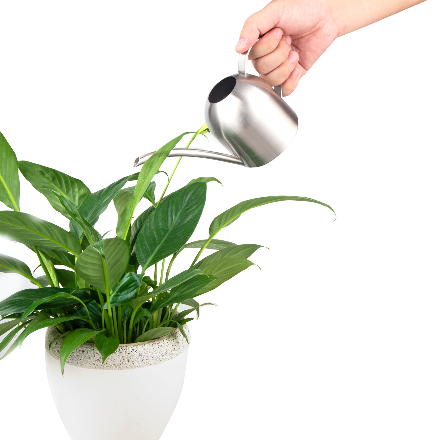 IMEEA Watering Can House Watering Can for Indoor Plants Orchid Bonsai Desk Office Stainless Steel Watering Can with Long Spout, 15Oz/450Ml